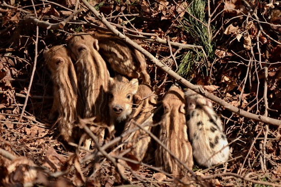 Čo si ešte nevidel blonďáka?