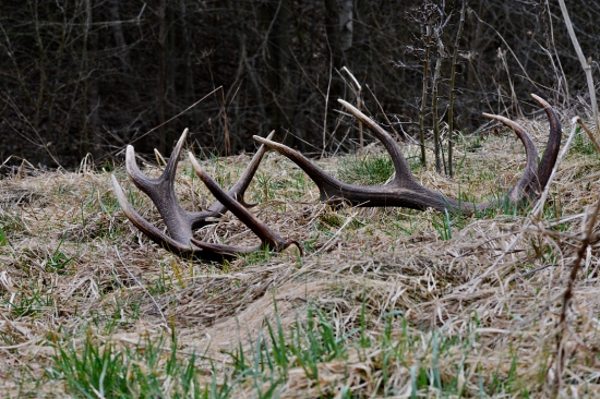 Štrnástorák nepárny
