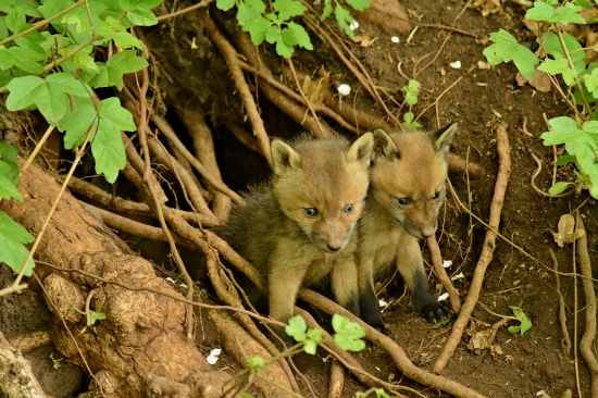Fíha! Toto je náš nový domov?