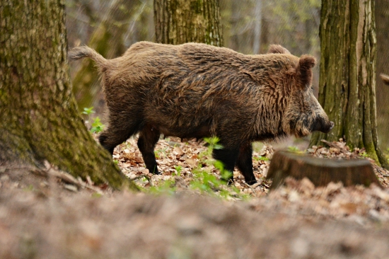 Diviačica