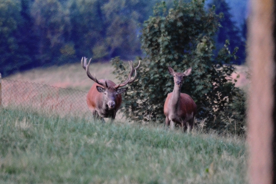 Jelenia...v záhrade