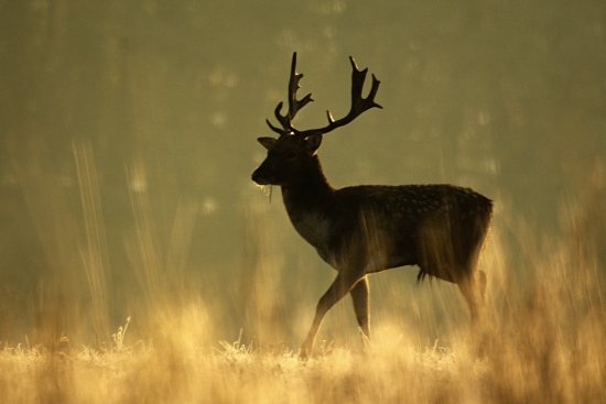 Daniel...mrazivé ráno