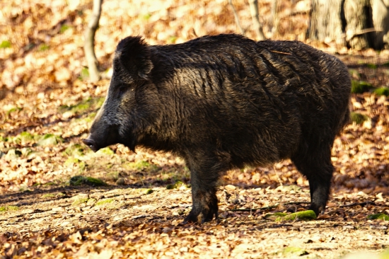 Diviačica od kaderníka