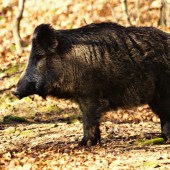 Diviačica od kaderníka