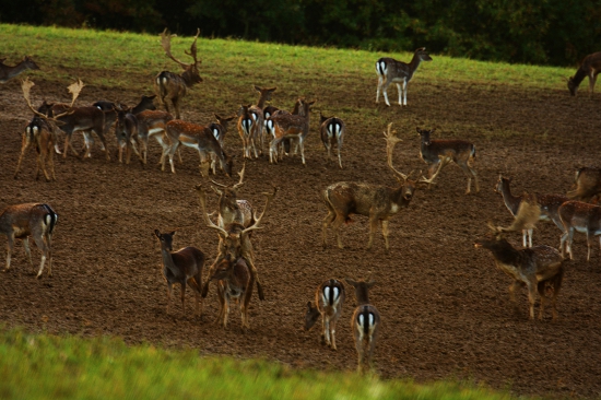 Kto nezažil, neuverí-voľná príroda