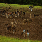 Kto nezažil, neuverí-voľná príroda