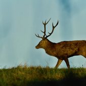 V ranných lúčoch...