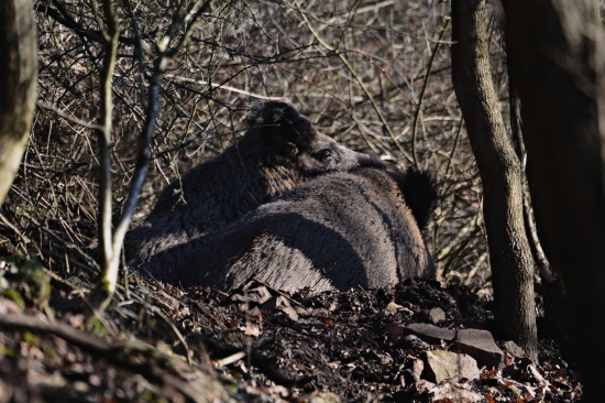 Vstávaj,máme návštevu