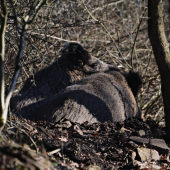 Vstávaj,máme návštevu