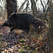 Stretnutie na chodníku