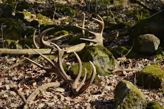 Neskutočná 5minutovka-13 marec