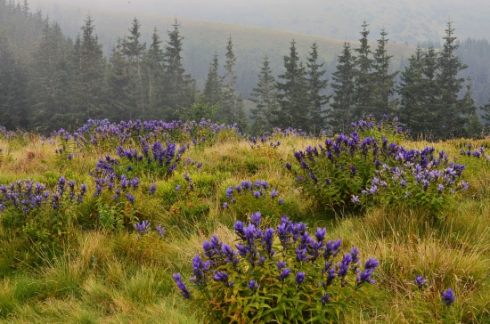 Horec luskáčovitý