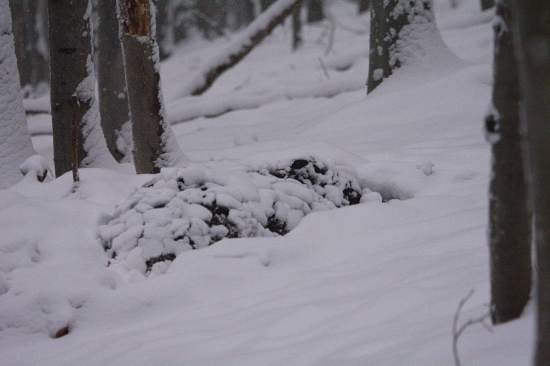 Zimný spánok diviaka