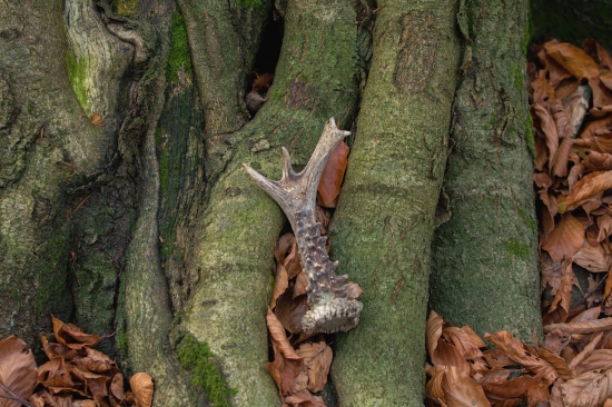 Starší,potešil...