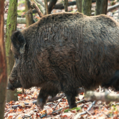 Diviačik