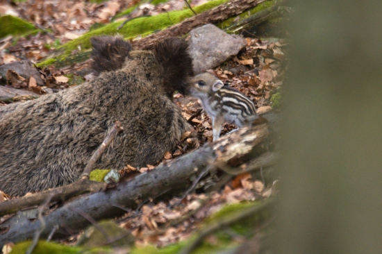 Niečo ti pošepkám...