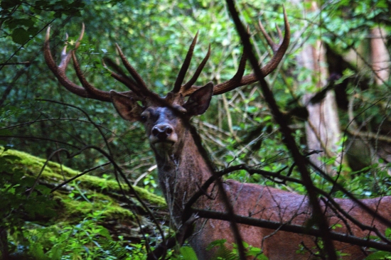 Jeleň-prvý vytlčený
