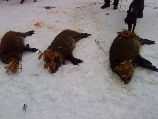 Silvestrovska spolocna