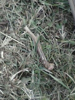 odmena za prikrmovanie