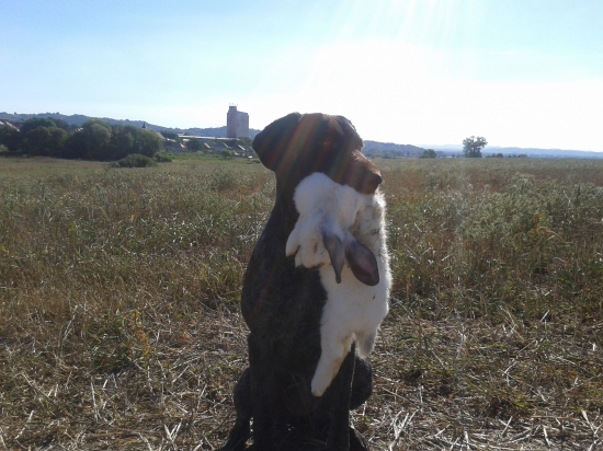 chelsey a prvé aporty s králikom :)