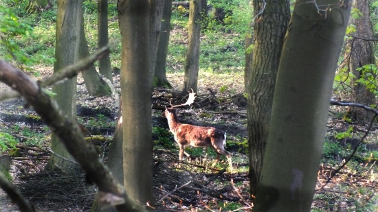 nerobí si z toho ťažkú hlavu