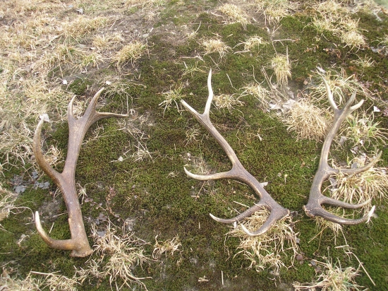 Kámošova loňská pára a můj 1 letošní