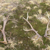 Kámošova loňská pára a můj 1 letošní