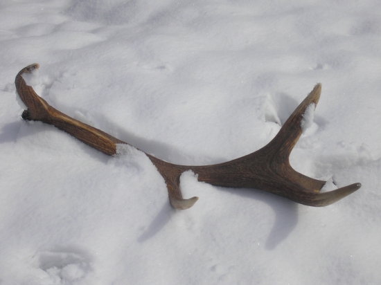 Josefofvský desaterák