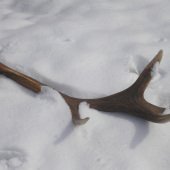 Josefofvský desaterák