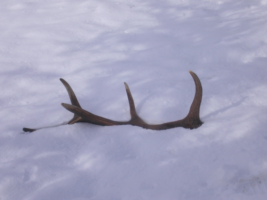 Josefovský desaterák