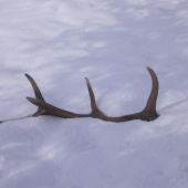 Josefovský desaterák