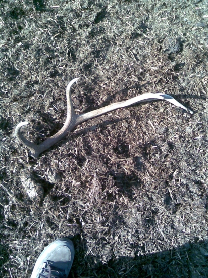 Dnešní osmerák ze hnojiště