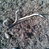 Dnešní osmerák ze hnojiště