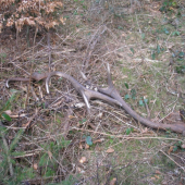 Tak to dopadne, když vezmu mladou na shozy.