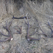 Výsledek nedělní odpolední vycházky