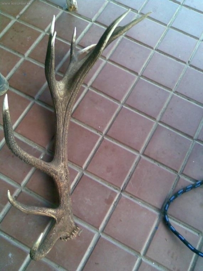 Pro srovnání fotky od Zgiho 9 jestli to náhodou není pár