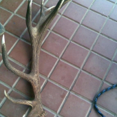 Pro srovnání fotky od Zgiho 9 jestli to náhodou není pár