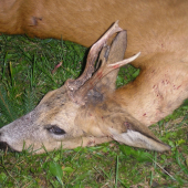 pátý letošní srnec