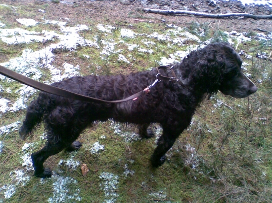 Německý křepelák