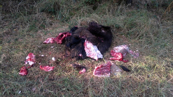 Polovnik alebo pytliak