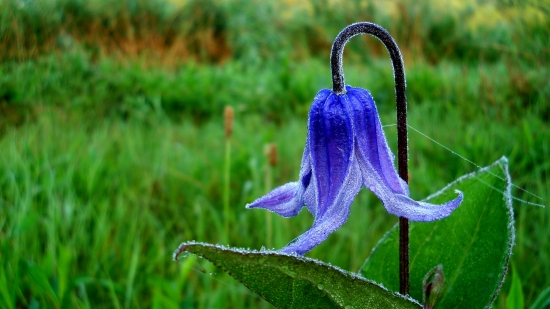 Plamienok celistvolisty,Clematis integrifolia