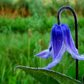 Plamienok celistvolisty,Clematis integrifolia