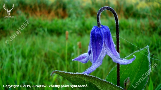 Plamienok celistvolisty,Clematis integrifolia