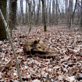 Taka drevenna diviacia hlava