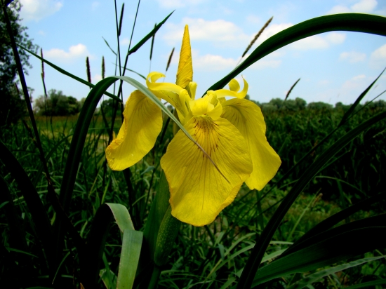 Kosatec žltý | Iris pseudacorus