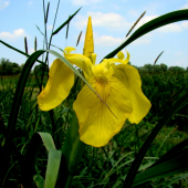 Kosatec žltý | Iris pseudacorus