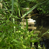 Mostik cez potok ku krmelcu