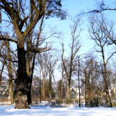 Strom panenky Marii/tak ho tu ludia nazyvaju/