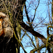 Strom panenky Marii.