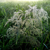 Travinovy lucny porast